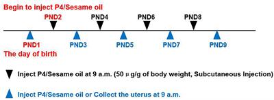 The Influence of the Prolactins on the Development of the Uterus in Neonatal Mice